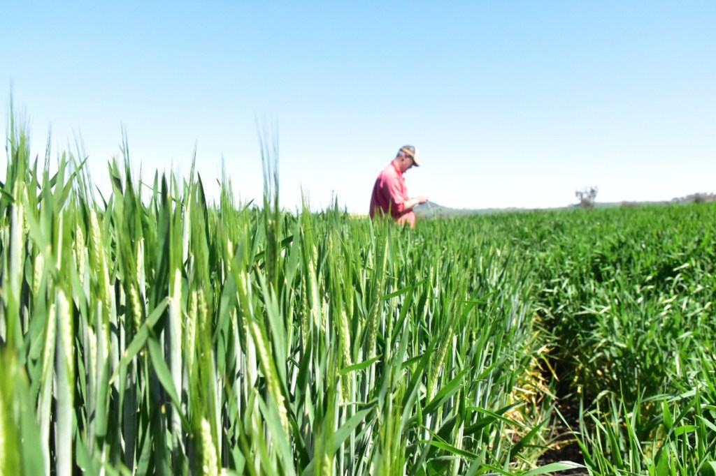 Inspecting a cereal crop in the paddock.